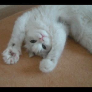 Meet your Posher, Holly